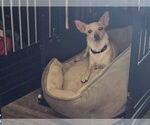 Small #2 Chihuahua Mix