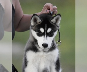 Siberian Husky Puppy for sale in Cluj-Napoca, Cluj, Romainia