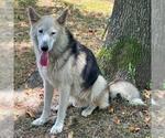 Small #1 German Shepherd Dog Mix