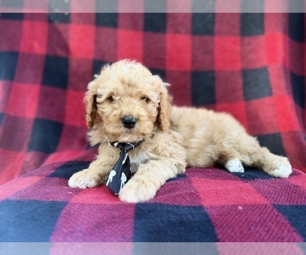 Medium Photo #8 Cavapoo (Miniature) Puppy For Sale in LAKELAND, FL, USA