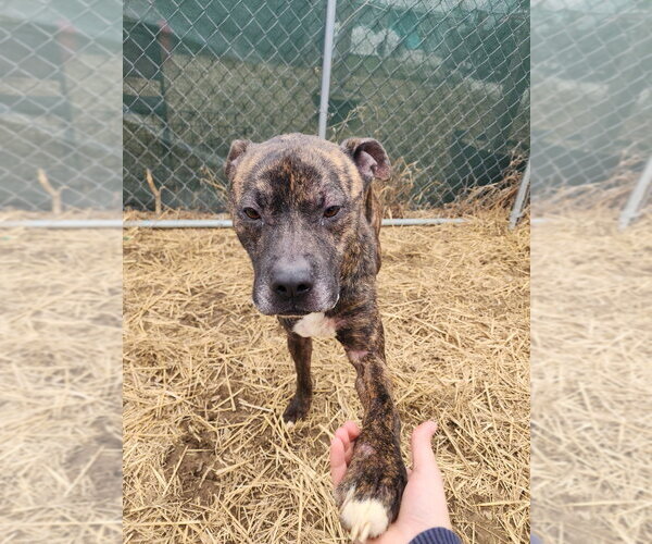 Medium Photo #11 Boxer-Unknown Mix Puppy For Sale in Evansville, IN, USA