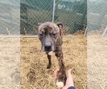 Small Photo #11 Boxer-Unknown Mix Puppy For Sale in Evansville, IN, USA