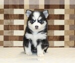 Small #2 Pomsky