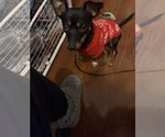 Small Photo #2 Chiweenie Puppy For Sale in Rosenberg, TX, USA