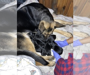 Mother of the German Shepherd Dog puppies born on 01/09/2022