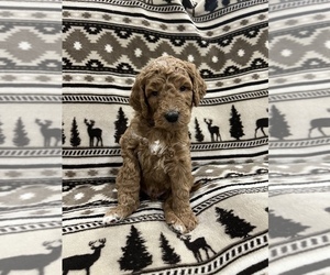 Medium Goldendoodle
