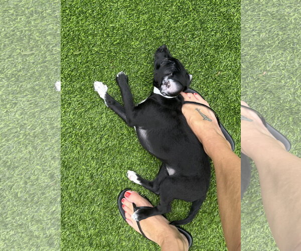 Medium Photo #3 Poodle (Miniature)-Unknown Mix Puppy For Sale in Valrico, FL, USA