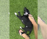 Small #2 Poodle (Miniature) Mix