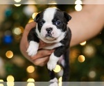 Small Photo #3 Boston Terrier Puppy For Sale in CARMICHAEL, CA, USA