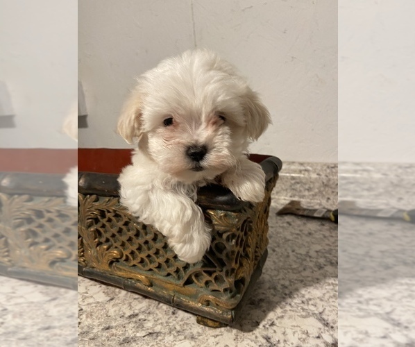 Full screen Photo #1 Maltipoo Puppy For Sale in GREENVILLE, NC, USA