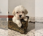 Small Photo #1 Maltipoo Puppy For Sale in GREENVILLE, NC, USA