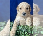 Small Photo #11 Goldendoodle Puppy For Sale in FLOWERY BRANCH, GA, USA