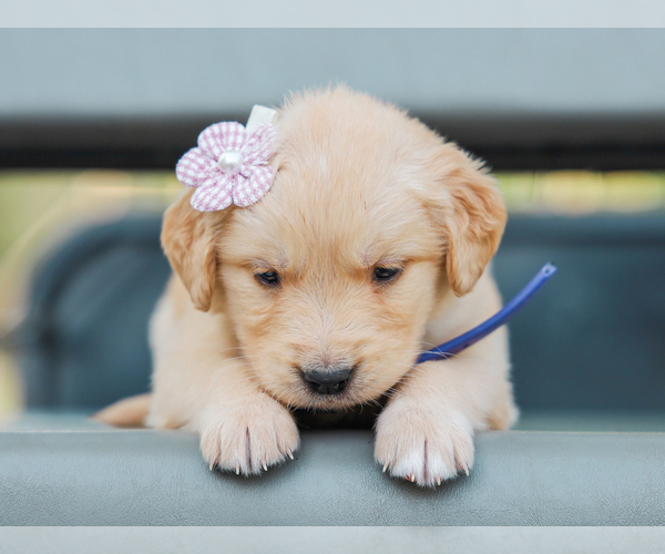 Medium Photo #3 Golden Retriever Puppy For Sale in LIBERTY, KY, USA
