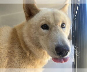 Chow Chow-Unknown Mix Dogs for adoption in Houston, TX, USA