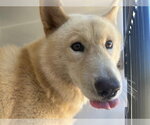 A662597 - Female Chow Chow-Unknown Mix Dog for Adoption - Small photo