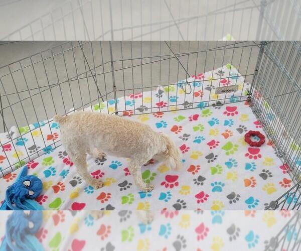 Medium Photo #9 Poodle (Toy) Puppy For Sale in ORO VALLEY, AZ, USA