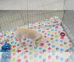 Small #8 Poodle (Toy)
