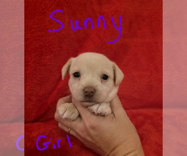 Medium Photo #10 Chizer Puppy For Sale in MONTEZUMA, GA, USA