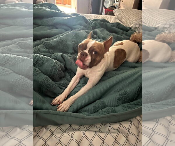 Medium Photo #9 Boston Terrier Puppy For Sale in Little Elm, TX, USA