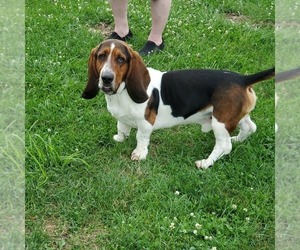 Father of the Basset Hound puppies born on 04/05/2025