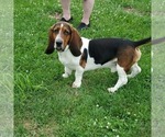 Small Photo #1 Basset Hound Puppy For Sale in MAPLETON, IL, USA