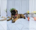 Small #2 Mastiff