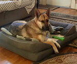 Small #1 German Shepherd Dog