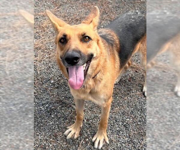 Medium Photo #2 German Shepherd Dog Puppy For Sale in Woodland, CA, USA