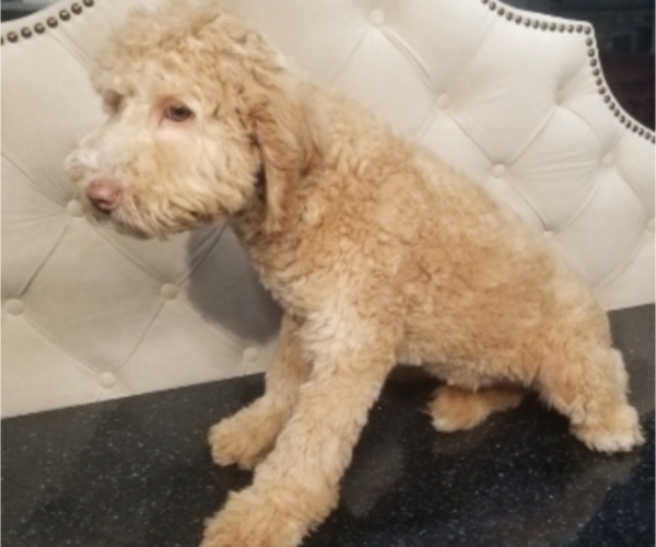 Medium Photo #5 Bernedoodle (Miniature) Puppy For Sale in SHIPSHEWANA, IN, USA