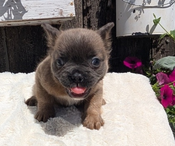 Medium Photo #7 French Bulldog Puppy For Sale in GOSHEN, IN, USA