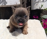Small Photo #22 French Bulldog Puppy For Sale in GOSHEN, IN, USA