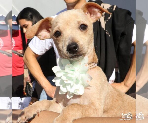 Medium Photo #4 Chihuahua-Unknown Mix Puppy For Sale in Washington, DC, USA