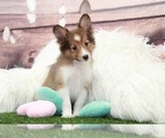 Small Photo #3 Shetland Sheepdog Puppy For Sale in MARIETTA, GA, USA