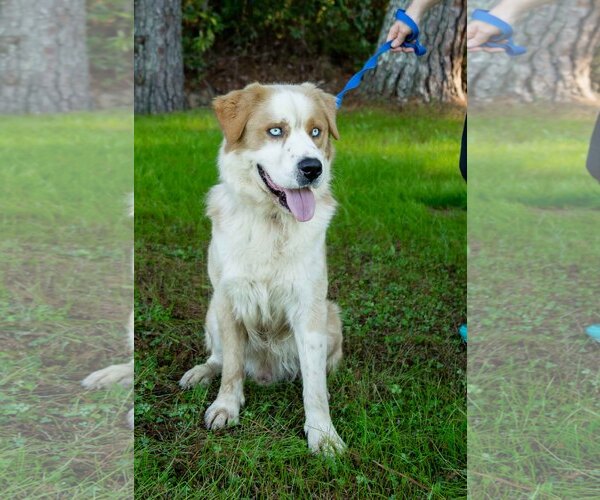 Medium Photo #7 Goberian Puppy For Sale in Murfreesboro, NC, USA