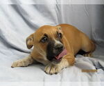 Small #1 Mutt