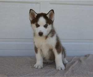 Siberian Husky Puppy for sale in HOLMESVILLE, OH, USA