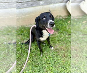 Collie-Unknown Mix Dogs for adoption in Westwood, NJ, USA