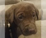 Small Photo #2 Labrador Retriever Puppy For Sale in LA FAYETTE, IN, USA