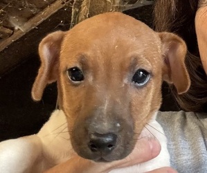 Jack Russell Terrier Puppy for sale in MIDDLEBORO, MA, USA