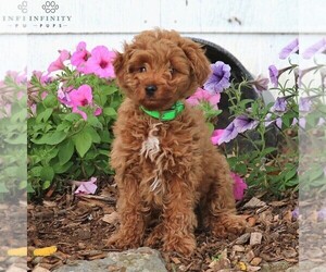 Goldendoodle-Poodle (Miniature) Mix Puppy for sale in MYERSTOWN, PA, USA