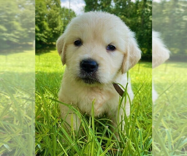 Medium Photo #4 Golden Retriever Puppy For Sale in HANCEVILLE, AL, USA