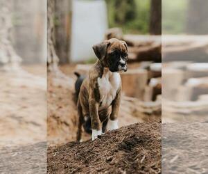 Boxer Puppy for sale in ABBEVILLE, SC, USA