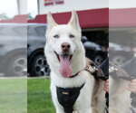 Small Siberian Husky