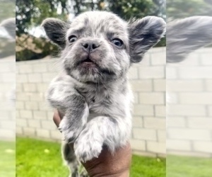 French Bulldog Puppy for sale in HOUSTON, TX, USA