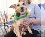 Small #1 Jack Russell Terrier Mix