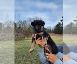 German Shepherd Dog Puppy for sale in ANDERSON, SC, USA