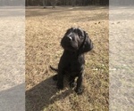 Small Photo #12 Labradoodle Puppy For Sale in ROBERTA, GA, USA