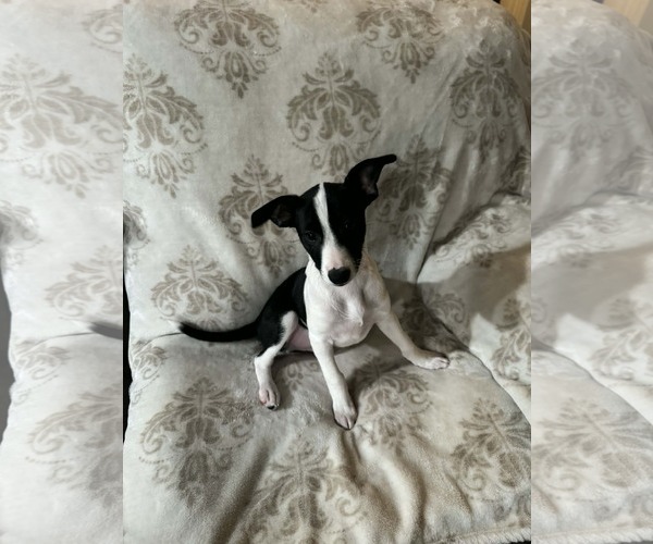 Medium Photo #2 Chihuahua-Unknown Mix Puppy For Sale in The Woodlands, TX, USA