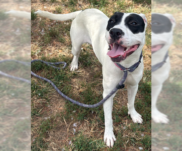 Medium Photo #1 Mutt Puppy For Sale in Evansville, IN, USA