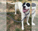 Madonna - Female Mutt Dog for Adoption - Small photo